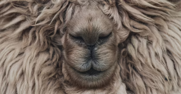 llama photo